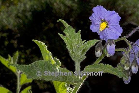 solanum wallacei 3 graphic